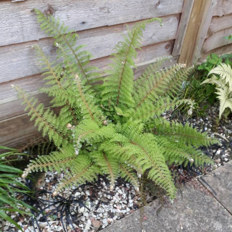 plant image 713839 plant image 713839