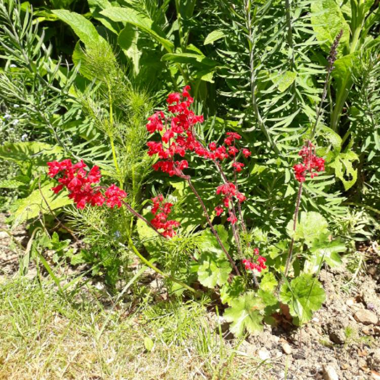 Plant image Heuchera 'Coral Forest'