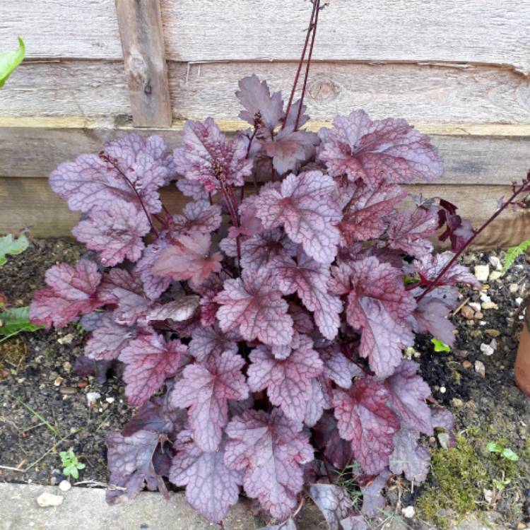 Plant image Heuchera 'Plum Pudding'