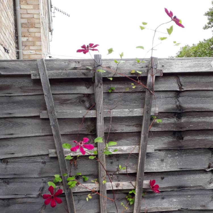 plant image 713907