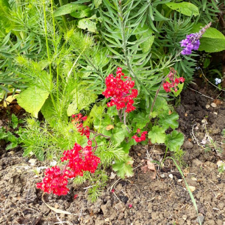 plant image 713914 plant image 713914