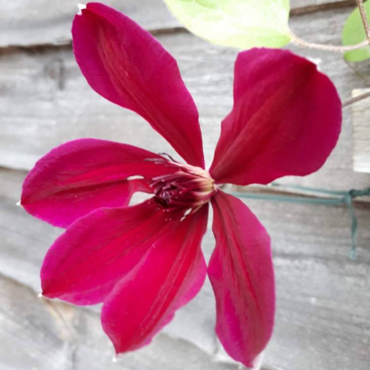 plant image 714019