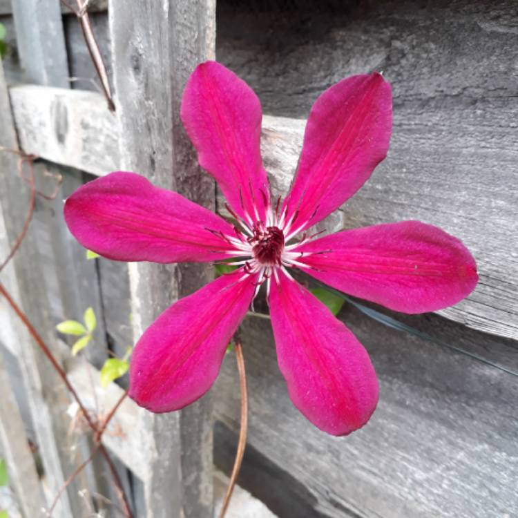 plant image 718016