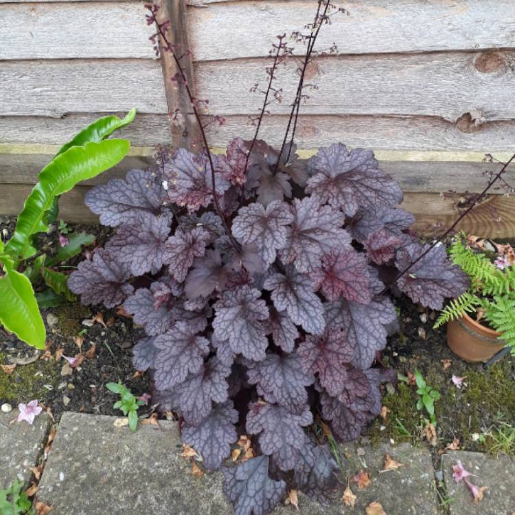 plant image 726467 plant image 726467