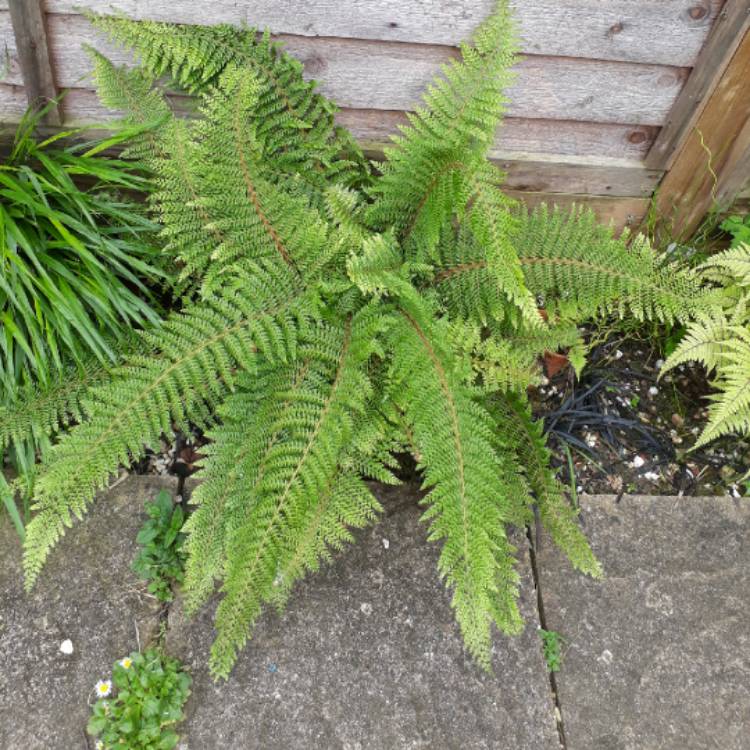 plant image 726471 plant image 726471