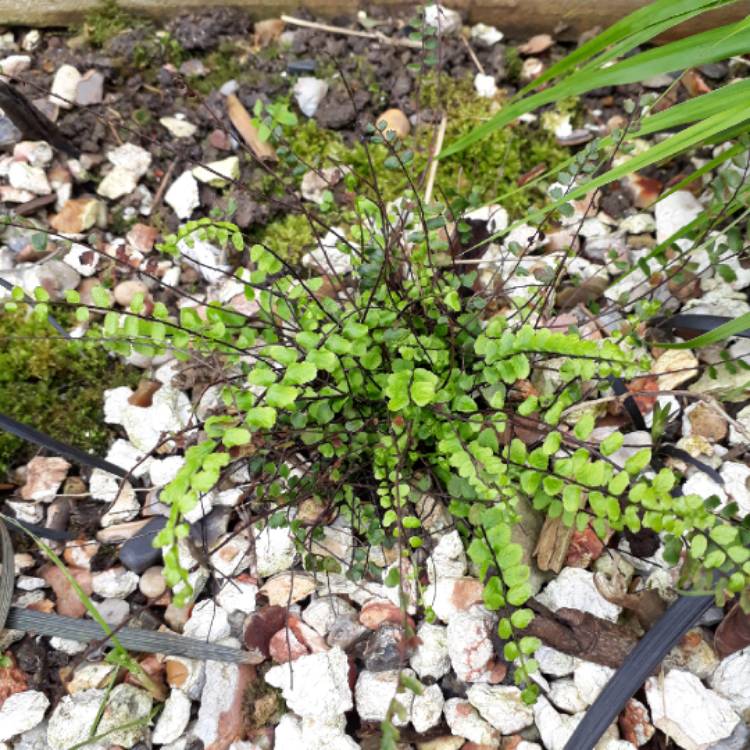 Plant image Asplenium trichomanes