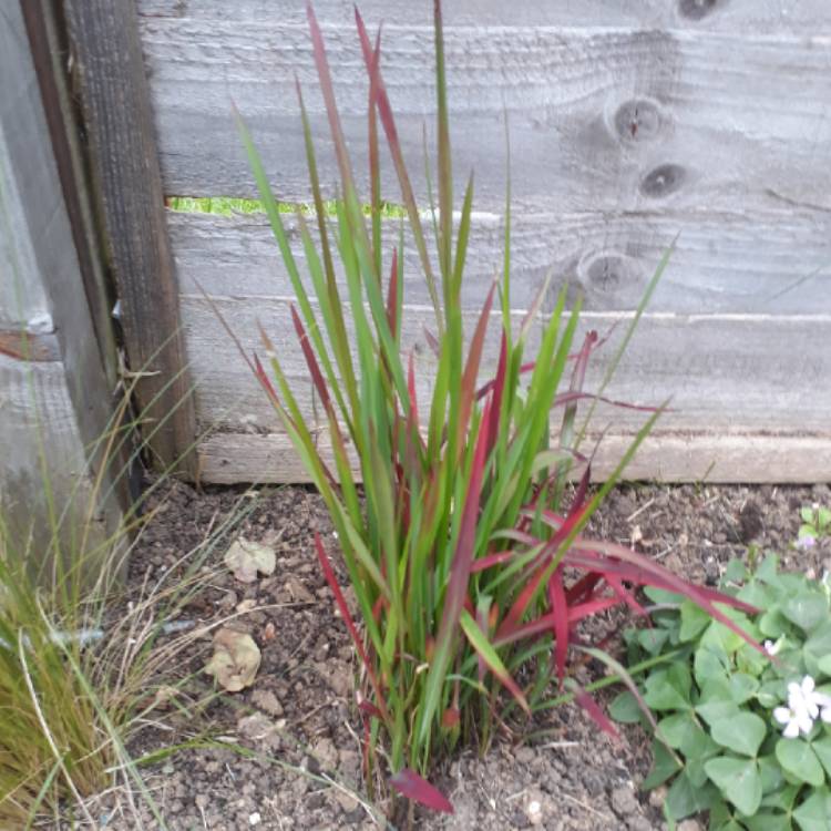 plant image 728066 plant image 728066