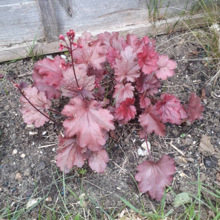 plant image 728068 plant image 728068