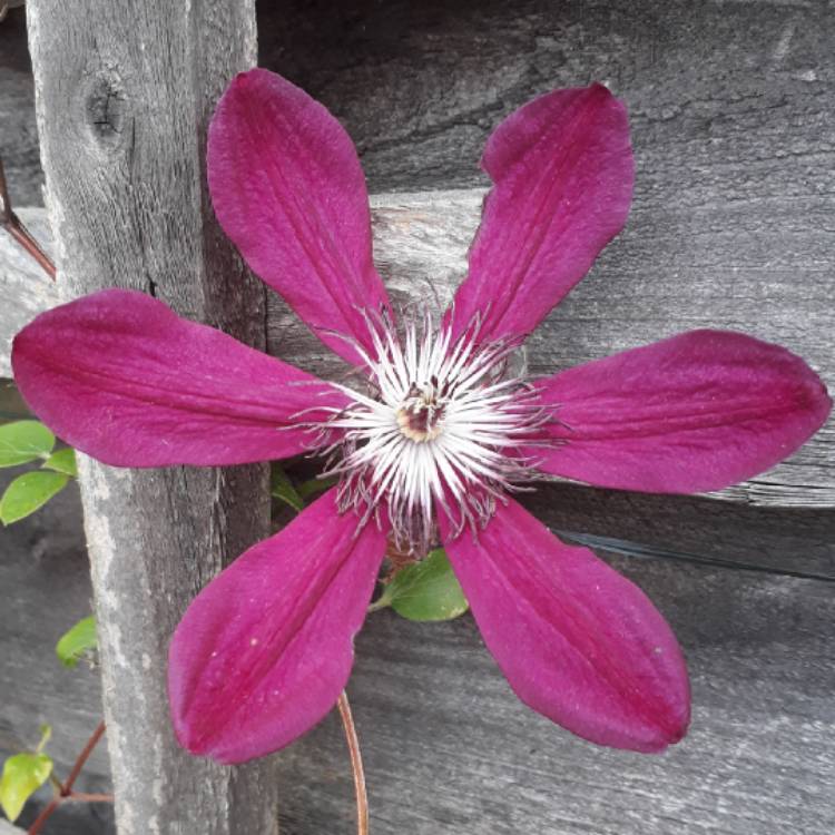 plant image 728080