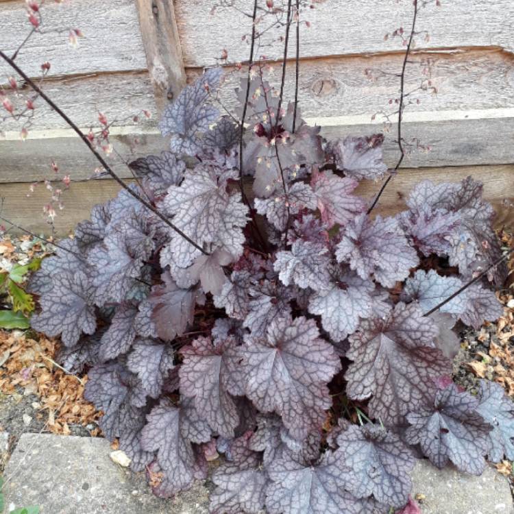 Plant image Heuchera 'Plum Pudding'