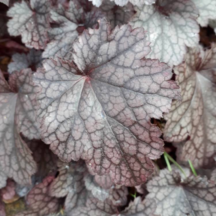 plant image 768041 plant image 768041