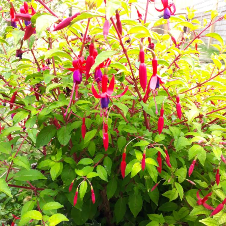 plant image 768050 plant image 768050
