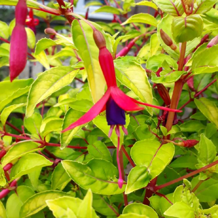 plant image 768051 plant image 768051