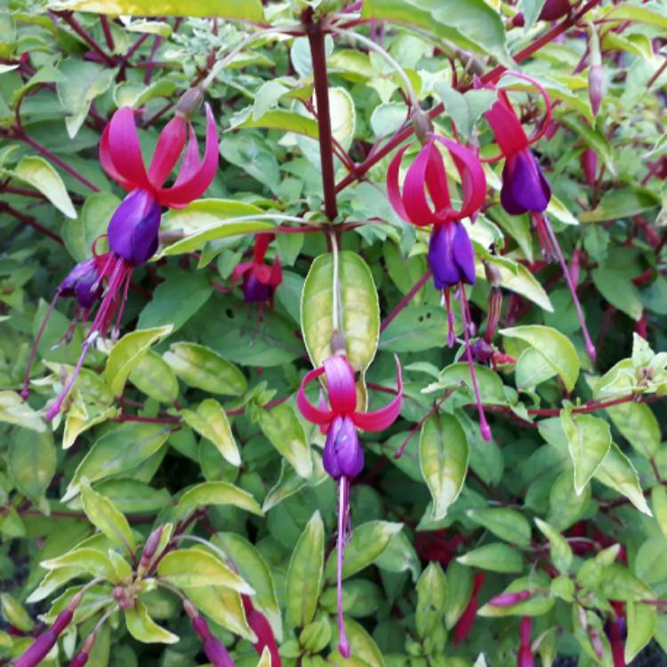 plant image 772242 plant image 772242