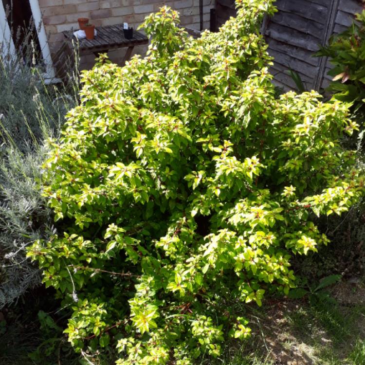 plant image 821308 plant image 821308