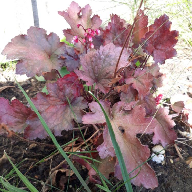 plant image 821315 plant image 821315