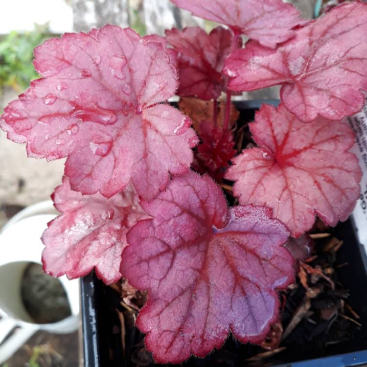 plant image 881242