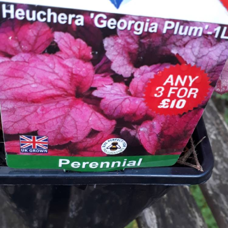 Plant image Heuchera villosa 'Georgia Plum'