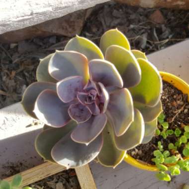 Echeveria Perle Von Nurnberg