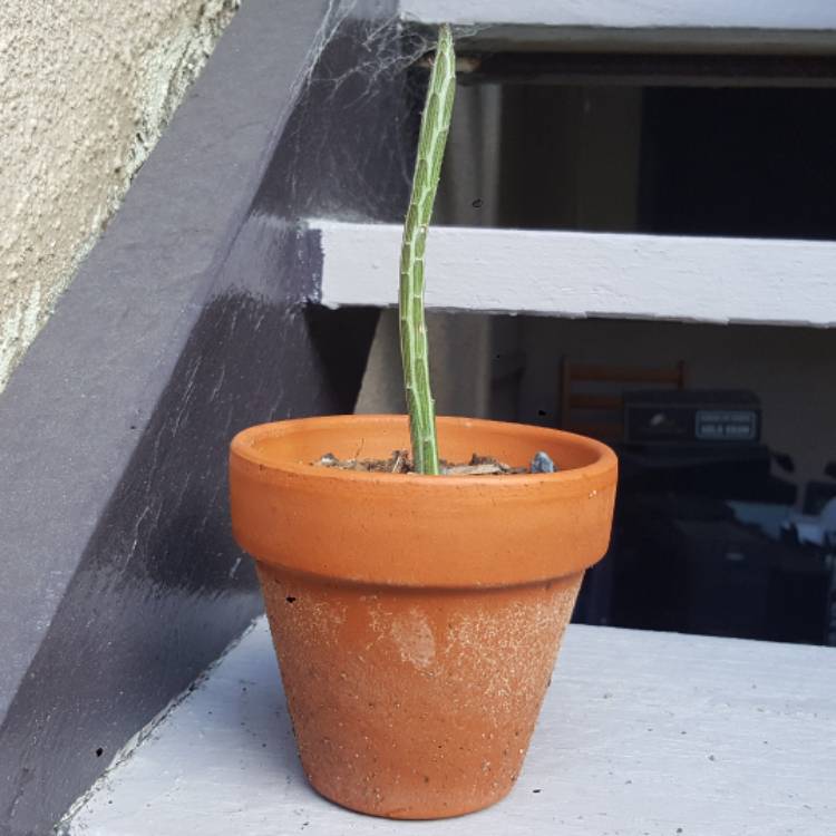 plant image 612947