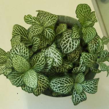 Fittonia argyroneura syn. Fittonia verschaffeltii