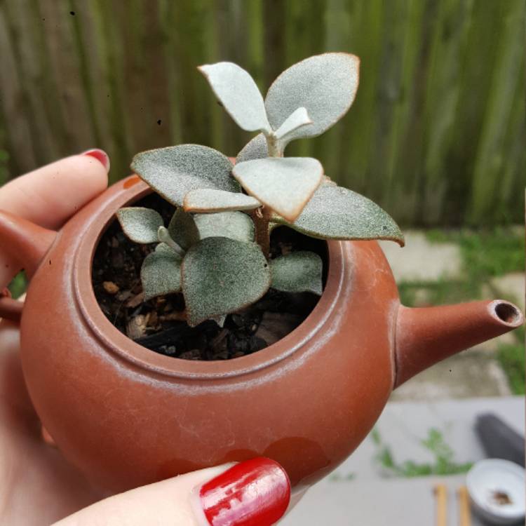 plant image 617266