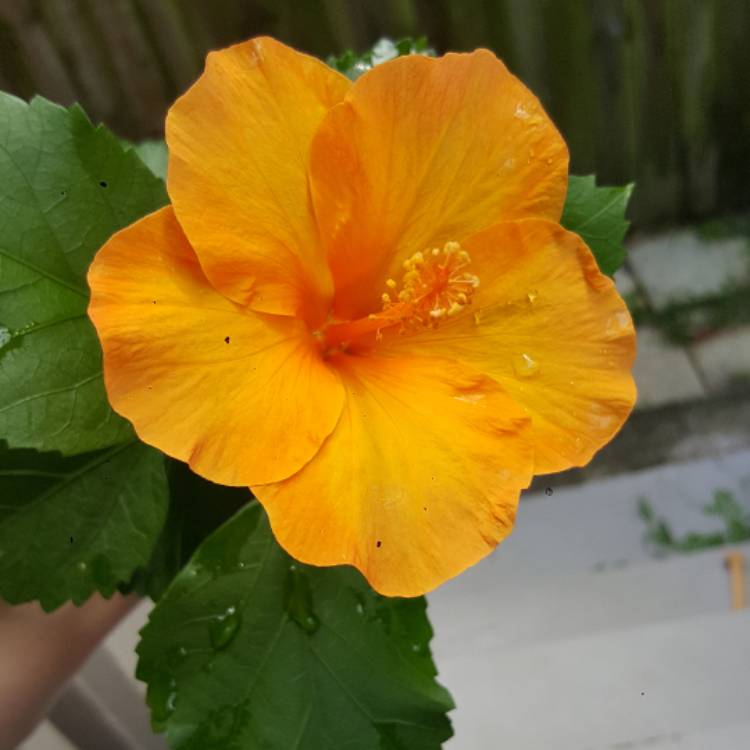 plant image 617284