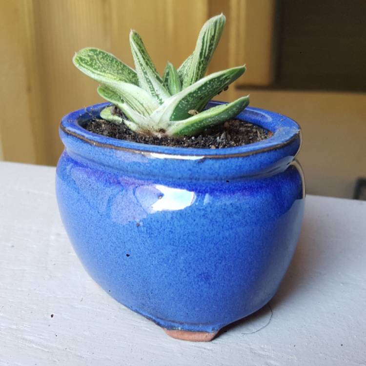 plant image 622580
