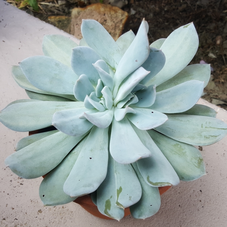plant image 625176 plant image 625176