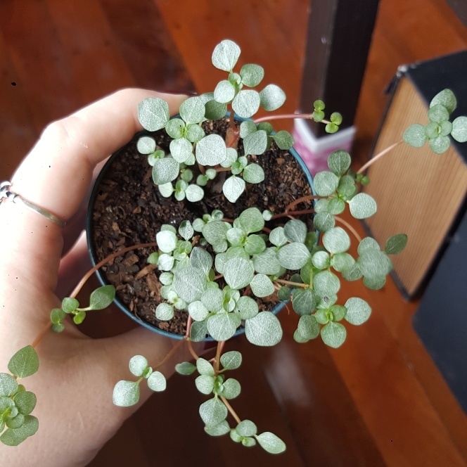 Plant image Pilea glaucophylla