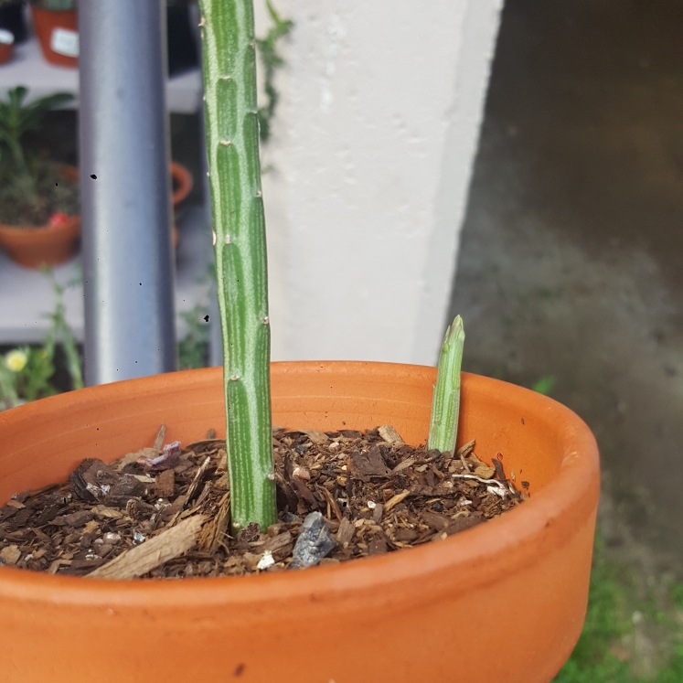 plant image 641891