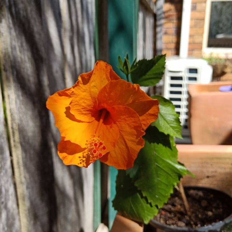plant image 877536