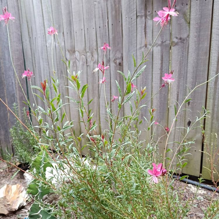 Plant image Oenothera lindheimeri 'Siskiyou Pink' syn. Gaura lindheimeri 'Siskiyou Pink'