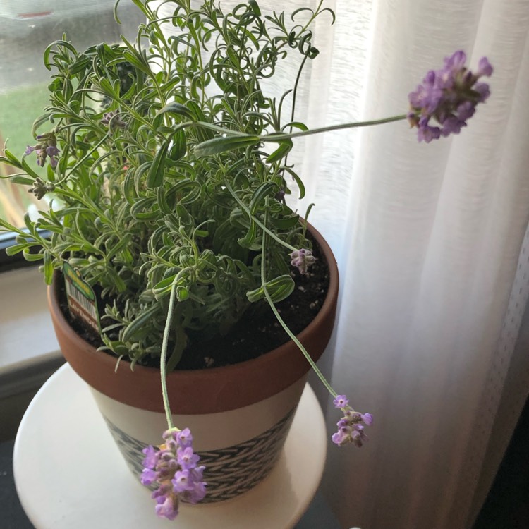 Plant image Lavandula x intermedia 'Provence'
