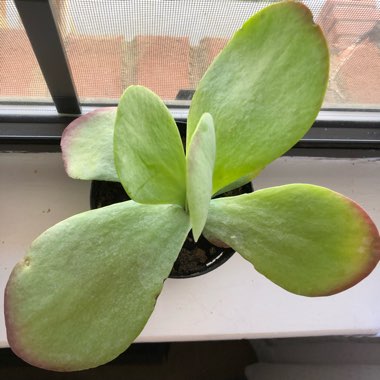 Kalanchoe Thyrsiflora