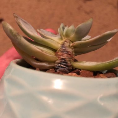 Echeveria Desmetiana v. Peacocki
