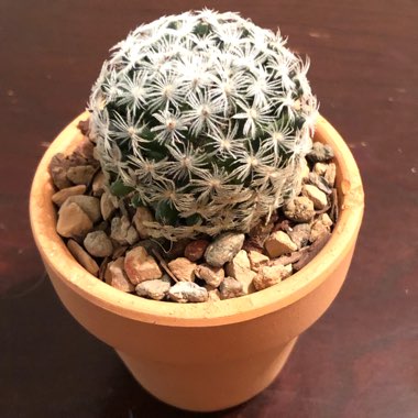 Mammillaria plumosa