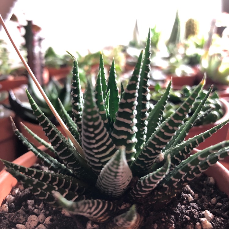 plant image 1055102