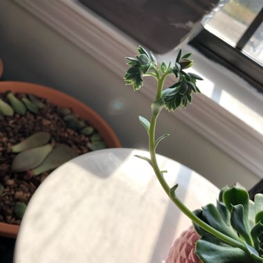 Echeveria Allegra