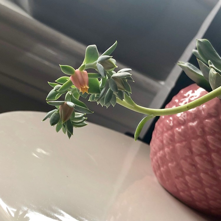 Plant image Echeveria Allegra