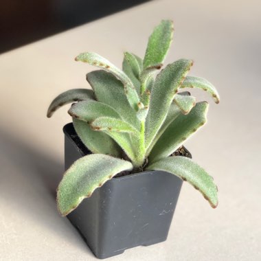 Kalanchoe tomentosa