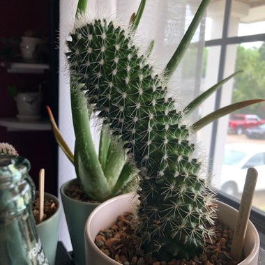 Mammillaria spinosissima