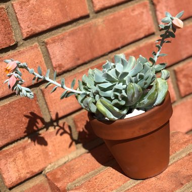 Echeveria Runyonii var. Topsy Turvy