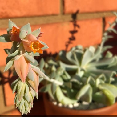 Echeveria Runyonii var. Topsy Turvy