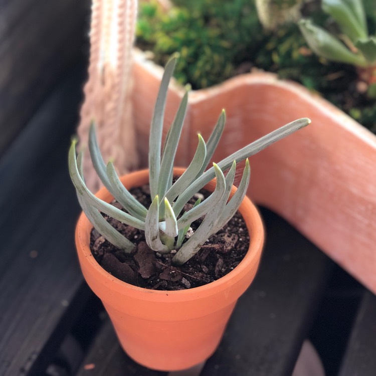 Plant image Senecio mandraliscae