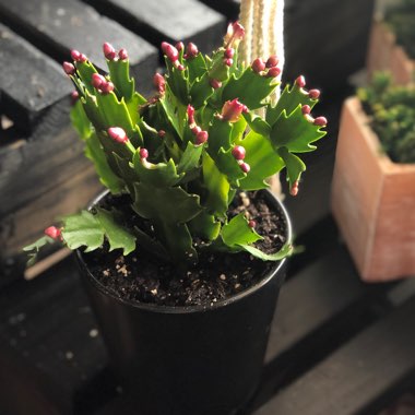 Schlumbergera truncata