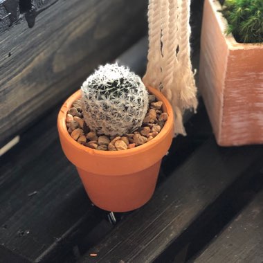 Mammillaria plumosa