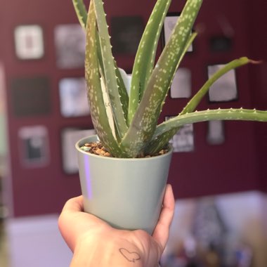 Aloe barbadensis syn. Aloe Vera