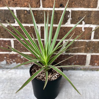 Dracaena marginata 'Tricolour'
