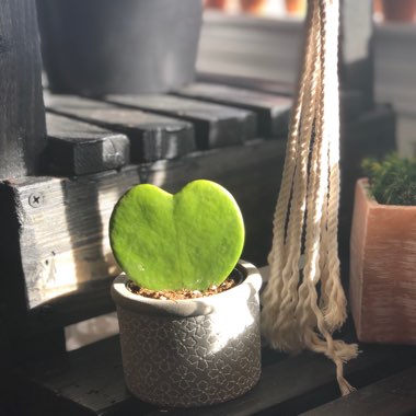 Hoya kerrii